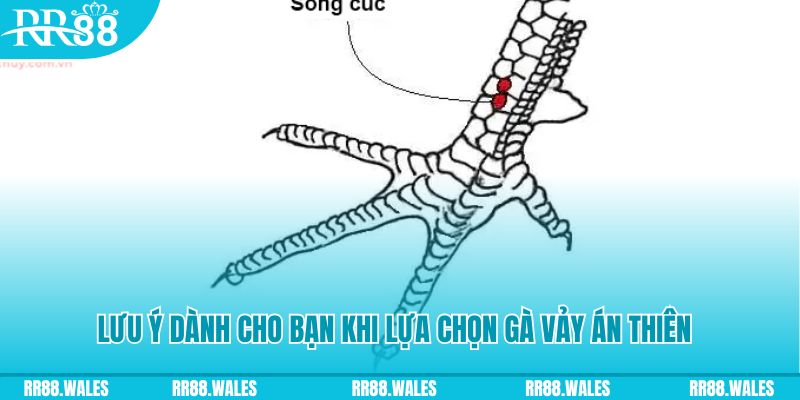 caxeng win how to play roulette at casino