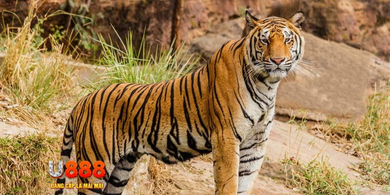 caxeng win ban ca vip online