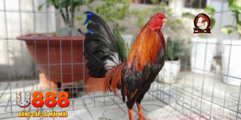 caxeng win nổ hũ chơi như thế nào