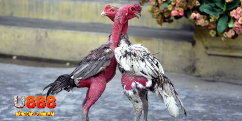 caxeng win bàn cầu điểm số tay trước trong baccarat là gì