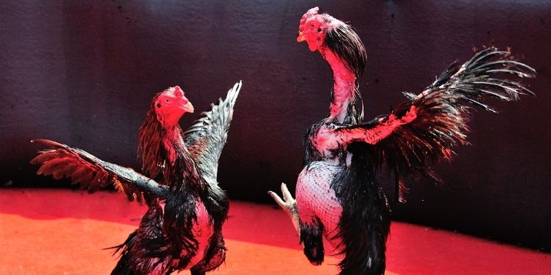 caxeng win Spribe Điện Tử